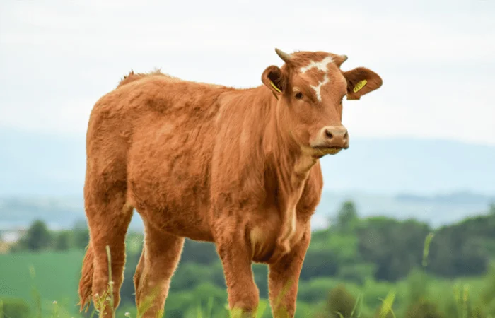nằm mơ thấy con bò