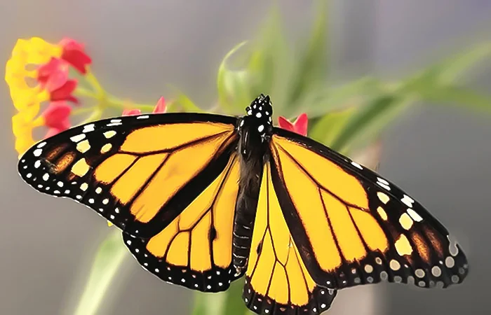 nằm mơ thấy con bướm