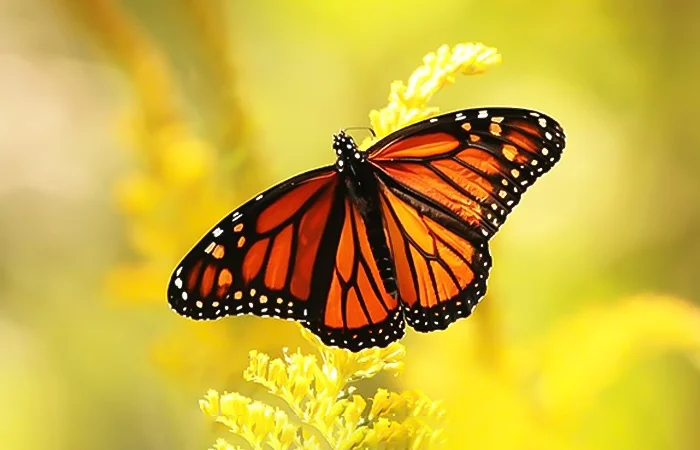 Hình ảnh con Bướm