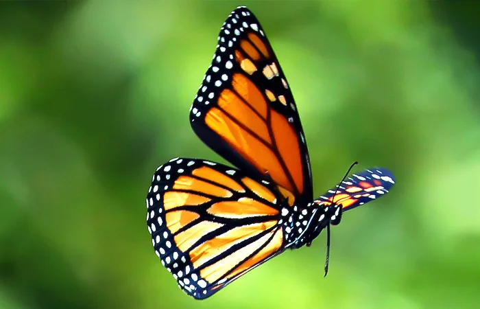 Hình ảnh con Bướm