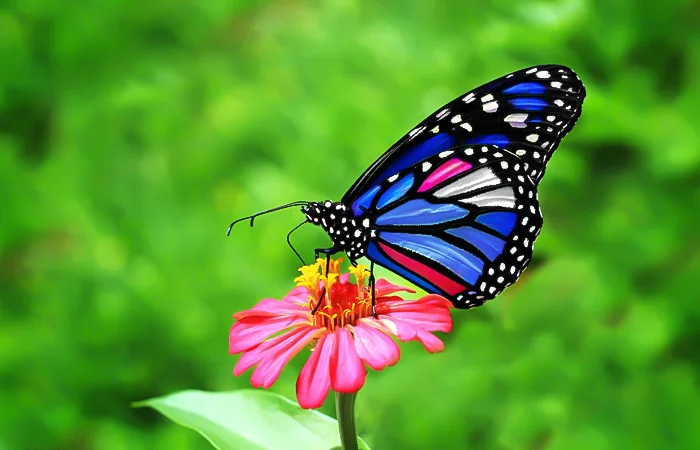 Hình ảnh con Bướm