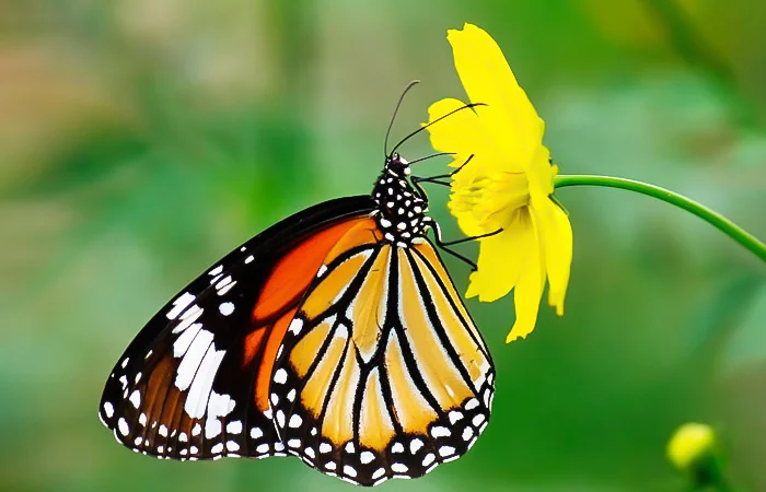 nằm mơ thấy con bướm