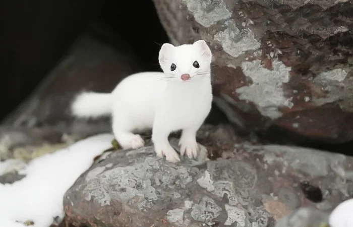 nằm mơ thấy con chồn