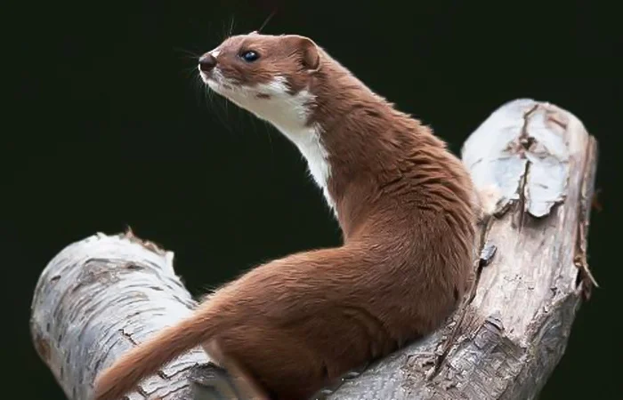 nằm mơ thấy con chồn