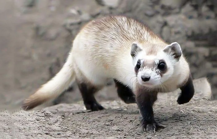 nằm mơ thấy con chồn