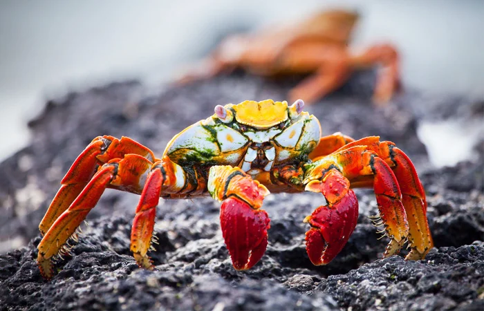 Con Cua số mấy? Nằm mơ thấy con Cua có điềm báo gì? Hên hay xui?