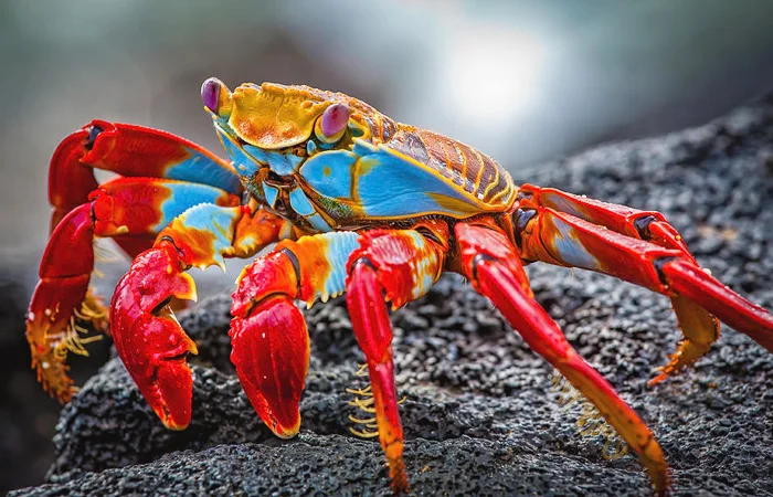 nằm mơ thấy con cua