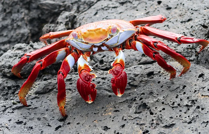 nằm mơ thấy con cua