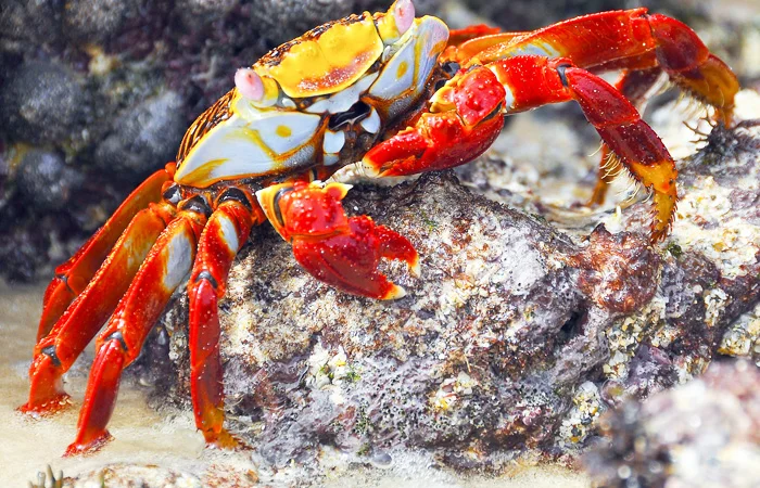 nằm mơ thấy con cua