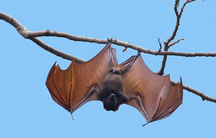 nằm mơ thấy con dơi