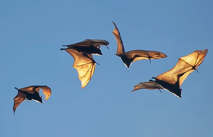 nằm mơ thấy con dơi