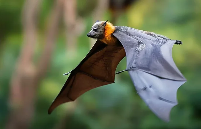 nằm mơ thấy con dơi