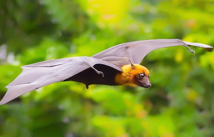 nằm mơ thấy con dơi