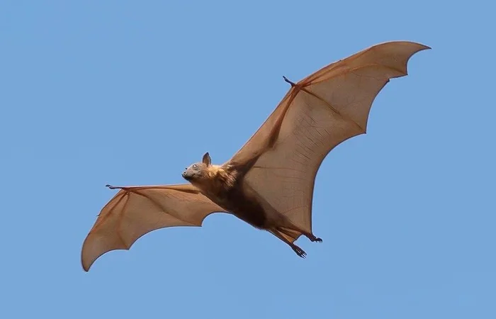 Con Dơi số mấy? Nằm mơ thấy con Dơi có điềm báo gì? Lành hay dữ?