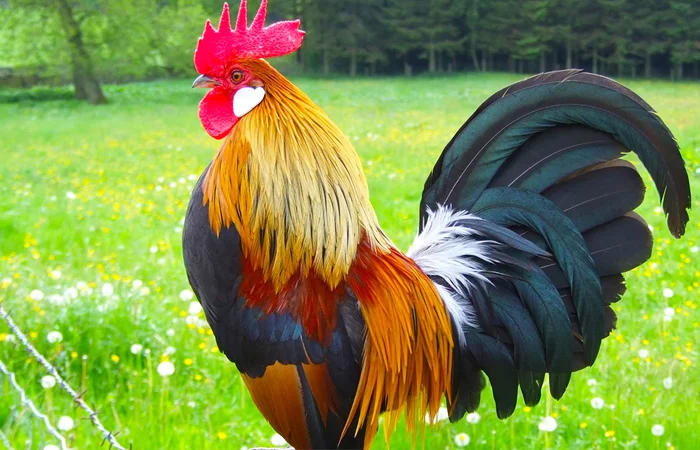 nằm mơ thấy con gà