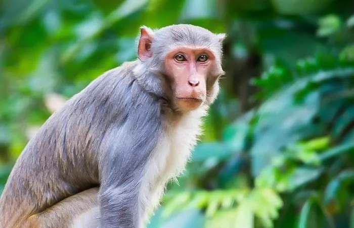 nằm mơ thấy con khỉ