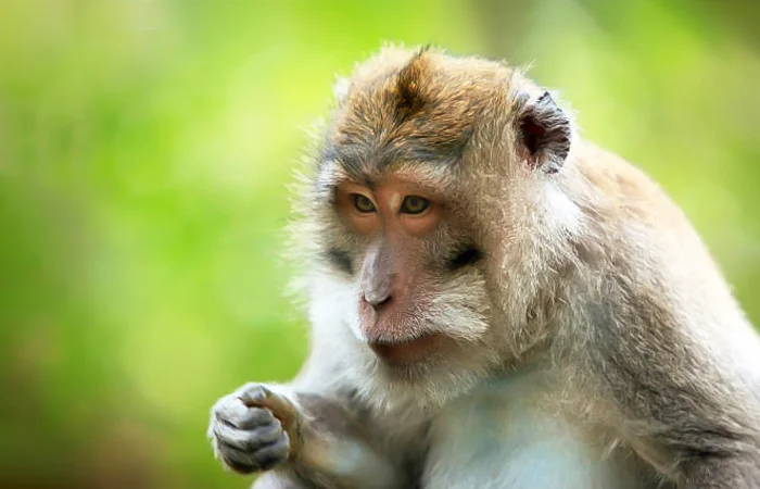 nằm mơ thấy con khỉ