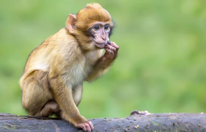 nằm mơ thấy con khỉ