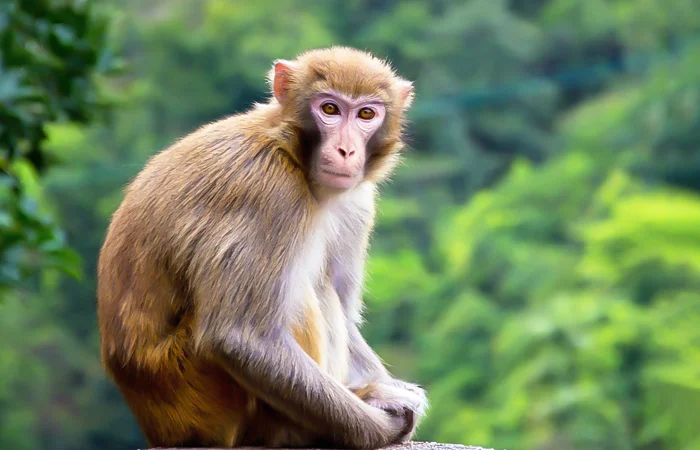 nằm mơ thấy con khỉ