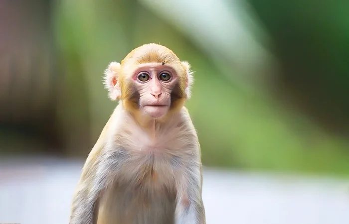 Con Khỉ số mấy? Nằm mơ thấy con Khỉ có điềm báo gì? Lành hay dữ?