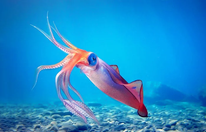 nằm mơ thấy con mực