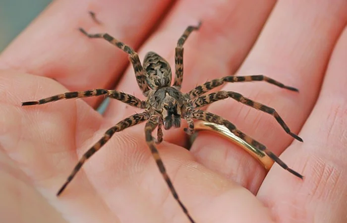 nằm mơ thấy con nhện