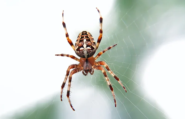 Con Nhện số mấy? Nằm mơ thấy con Nhện có điềm báo gì? Lành hay dữ?