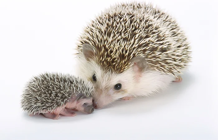 nằm mơ thấy con nhím đánh số gì