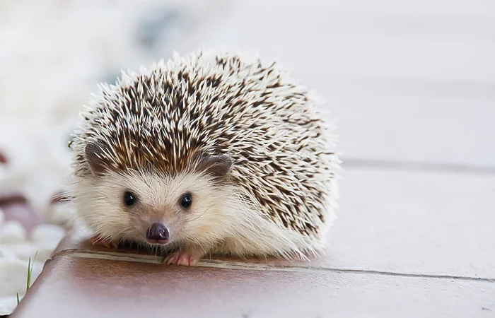 hình ảnh con nhím