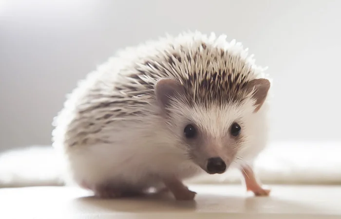 hình ảnh con nhím