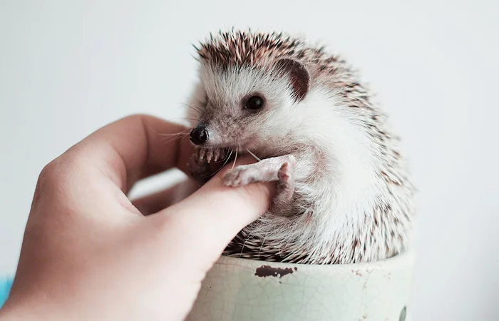 hình ảnh con nhím