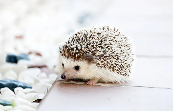 Con Nhím số mấy? Nằm mơ thấy con Nhím có điềm báo gì? Lành hay dữ?