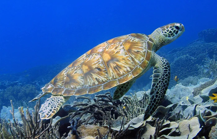 Hình ảnh con rùa