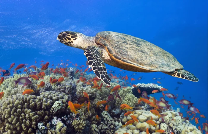 Hình ảnh con rùa