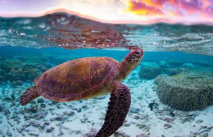 Hình ảnh con rùa