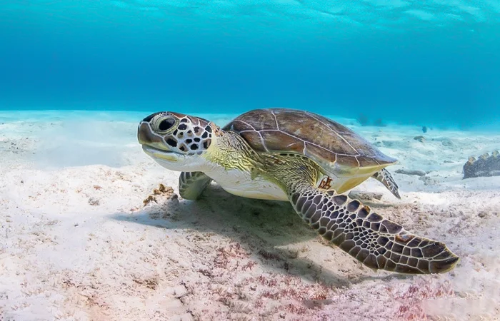 Con Rùa số mấy? Nằm mơ thấy con Rùa có điềm báo gì? Lành hay dữ