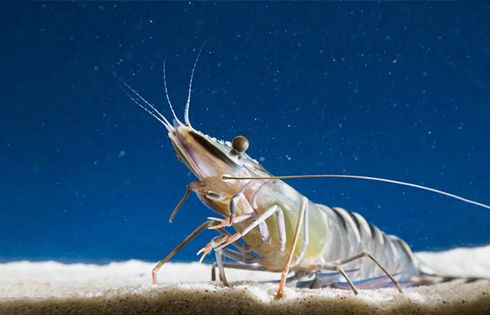 nằm mơ thấy con tôm