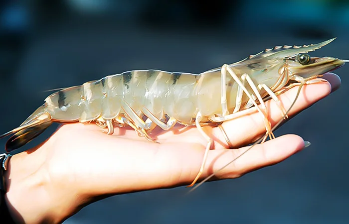 nằm mơ thấy con tôm