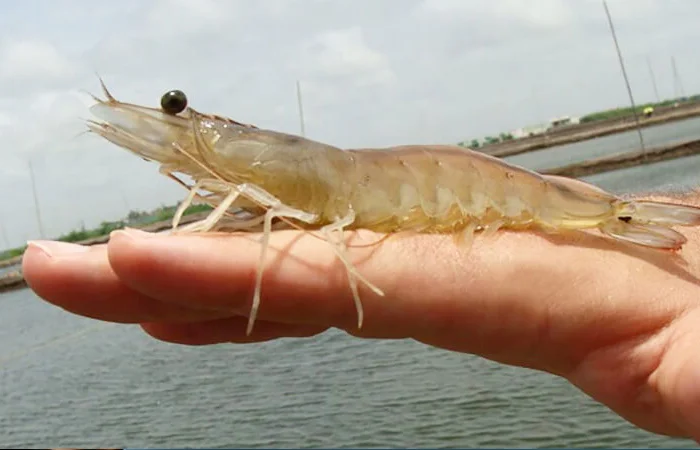 nằm mơ thấy con tôm