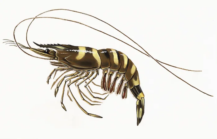 nằm mơ thấy con tôm