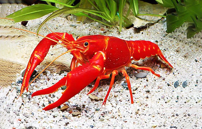 nằm mơ thấy con tôm