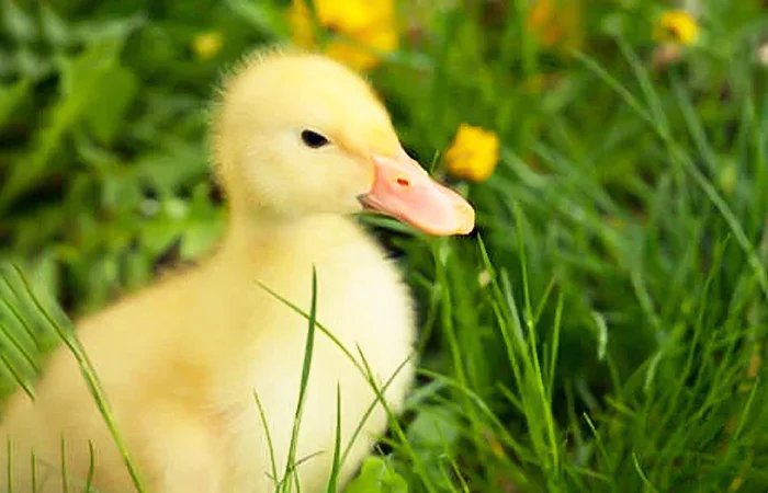 Con Vịt số mấy? Nằm mơ thấy con Vịt có điềm bào gì? Hên hay xui?