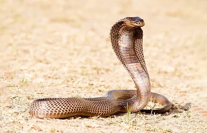 nằm mơ thấy rắn hổ mang