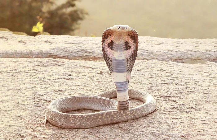 nằm mơ thấy rắn hổ mang