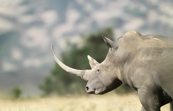 nằm mơ thấy con tê giác