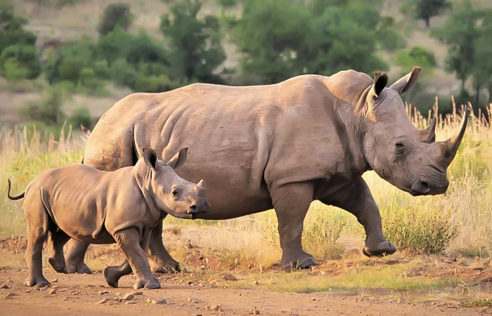 nằm mơ thấy con tê giác