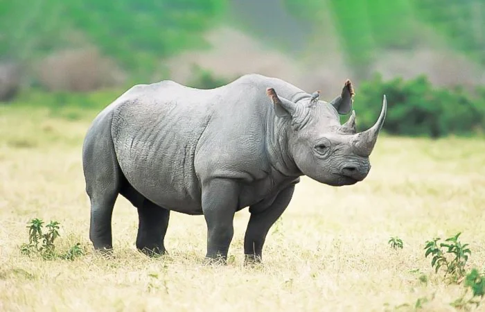 nằm mơ thấy con tê giác