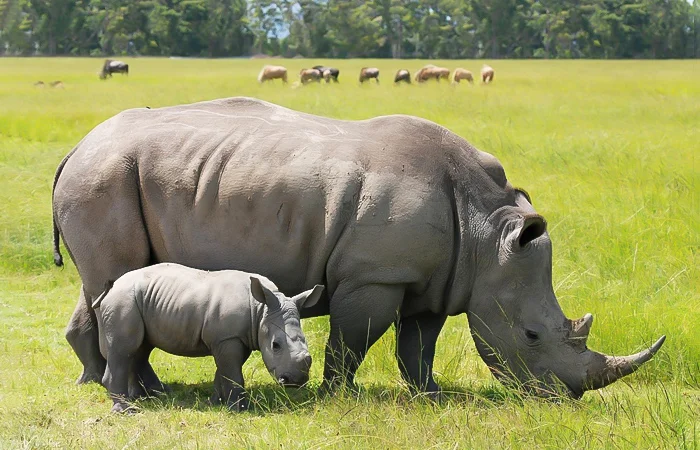 nằm mơ thấy con tê giác