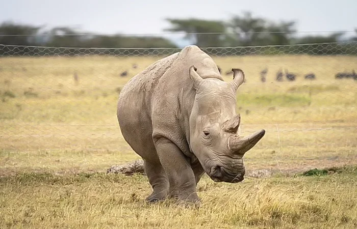 nằm mơ thấy con tê giác