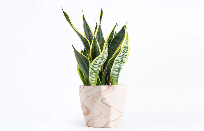 Cây phong thủy hợp với tuổi Ất Dậu 2005? Con số may mắn dành cho tuổi Ất Dậu 2005